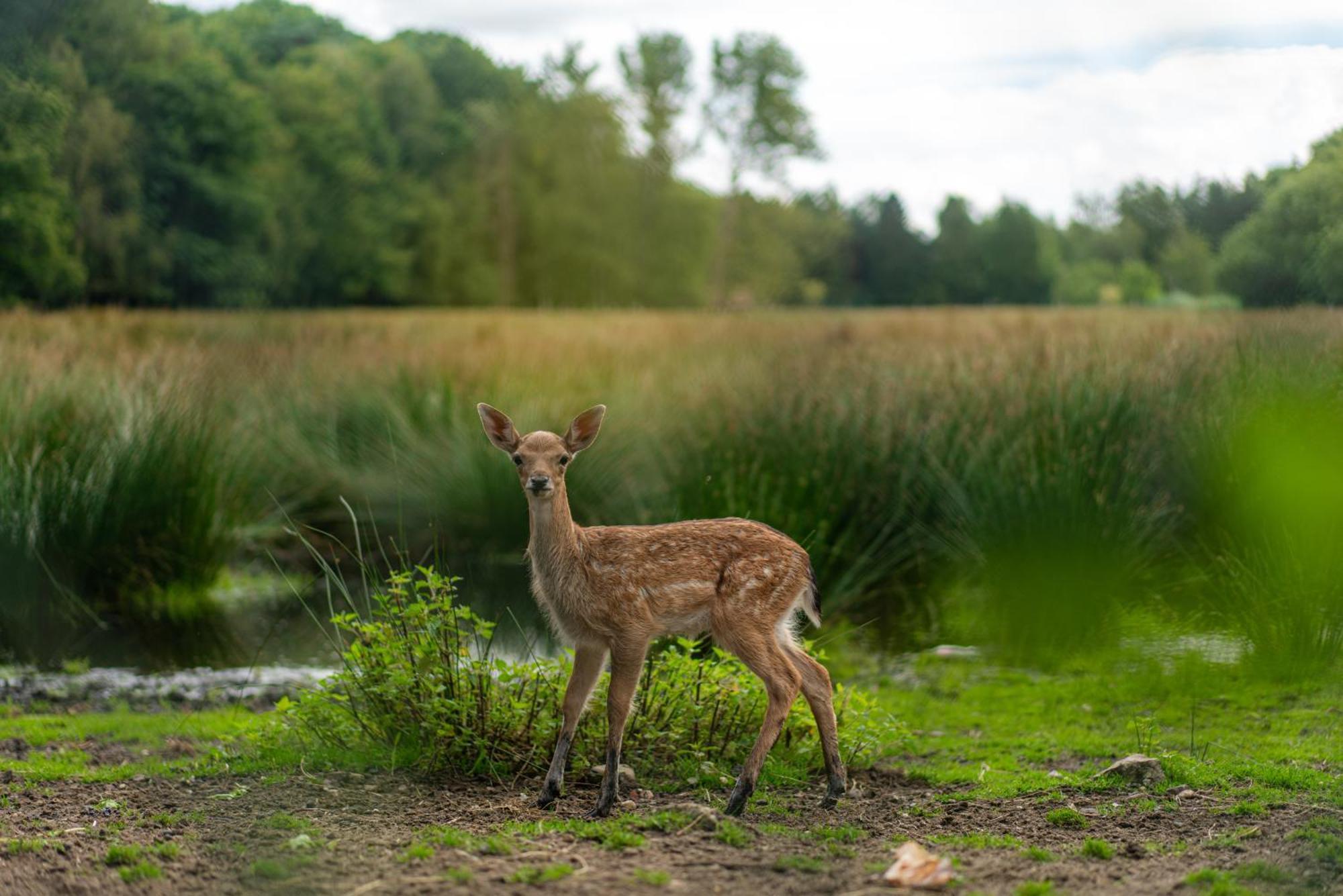 Vakantie-Hengelhoef Aan de Wolfsberg Dış mekan fotoğraf